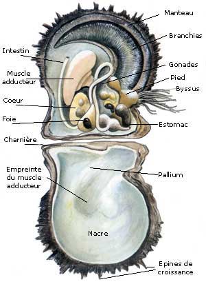 Anatomia da Pinctada Margaritifera